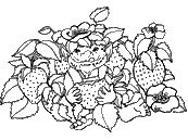 coloriage gnome des fraises